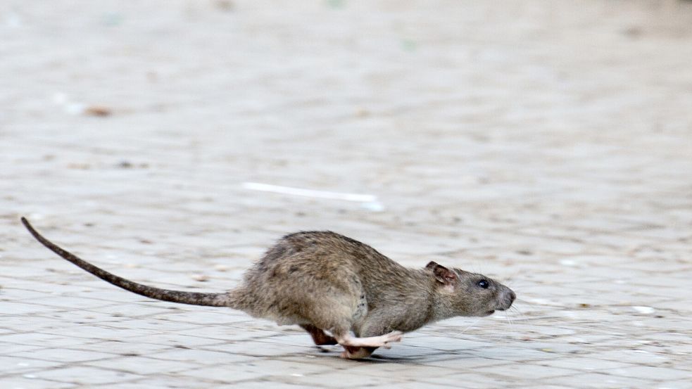 Ratten werden auch in der Auricher Innenstadt immer wieder gesichtet. Von einer Plage spricht die Stadtverwaltung aber nicht. Foto: DPA