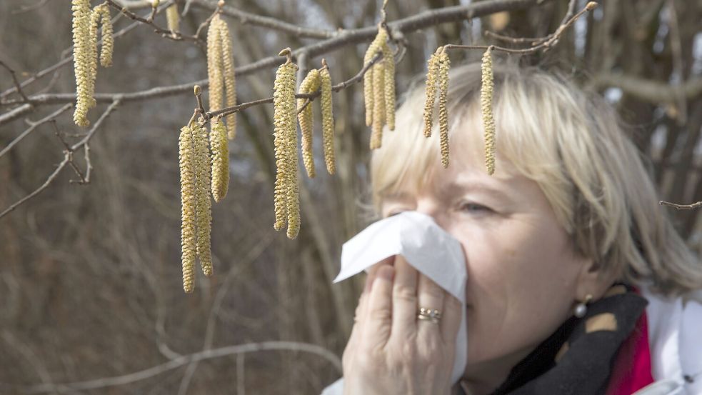 Auch in Osnabrück blühen bereits die Haselsträucher – und sorgt bei vielen Allergikern für einen frühen Start der Heuschnupfensaison. Foto: IMAGO/reportandum