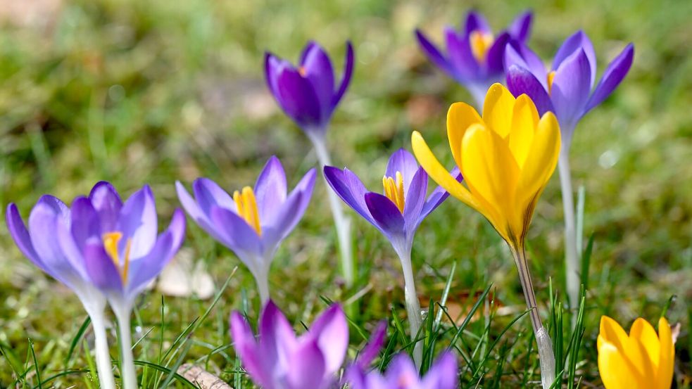 Gerade in den vergangenen Tagen gab es Sonne in Deutschland. Foto: Florian Wiegand