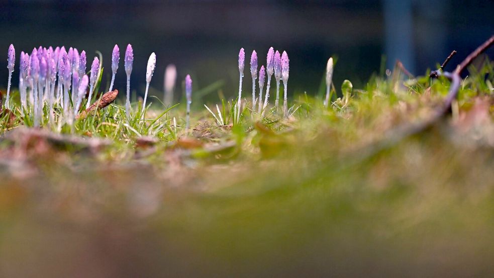 Die nun angenehmeren Temperaturen locken auch die Krokusse hervor. Foto: Lars Penning