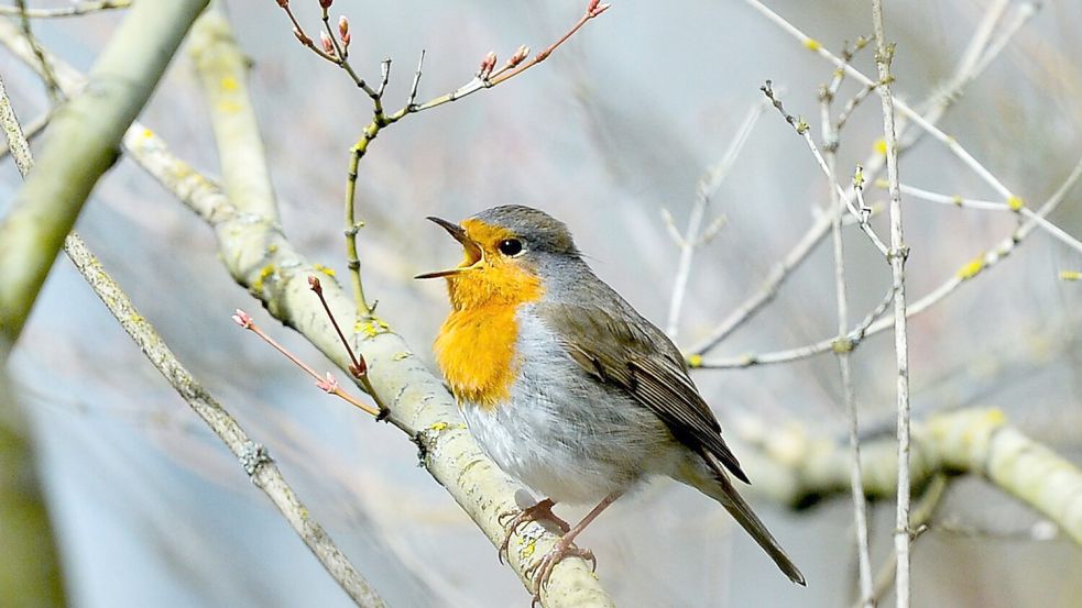 Rotkehlchen zwitschern noch vor dem Morgengrauen. (Archivbild) Foto: Jens Kalaene