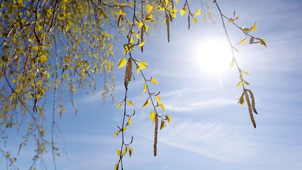 Birkenpollen können teils Hunderte Kilometer weit getragen werden. (Archivbild) Foto: Karl-Josef Hildenbrand