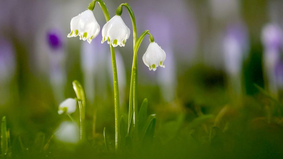 Die Temperaturen bleiben mild. Foto: Thomas Warnack/dpa
