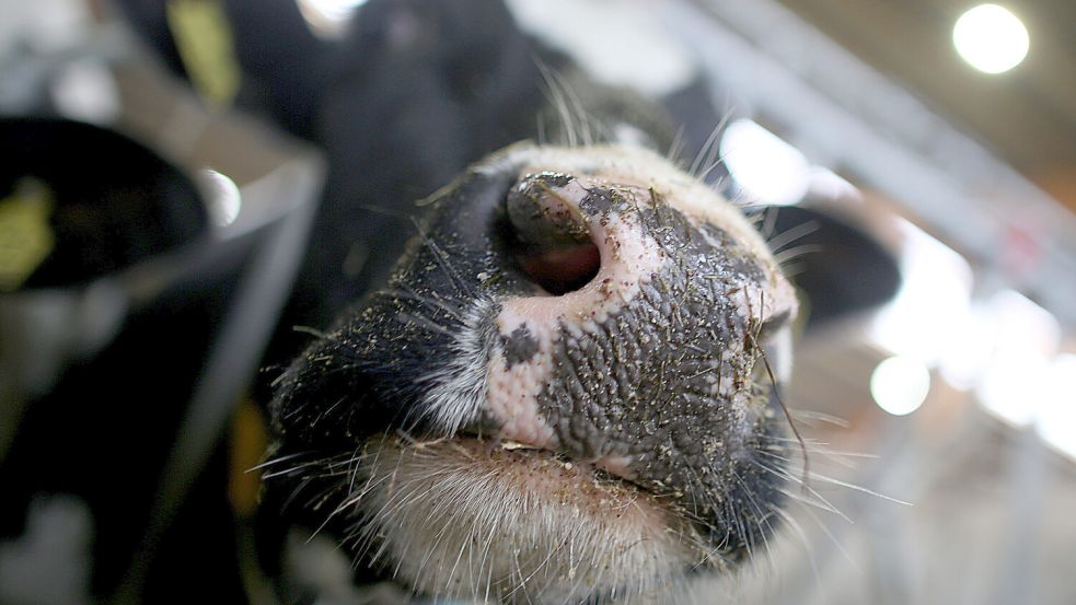Eine Kuh steht auf einem Bauernhof im Stall. Das Archivbild entstand in Nordrhein-Westfalen. Foto: Oliver Berg/dpa