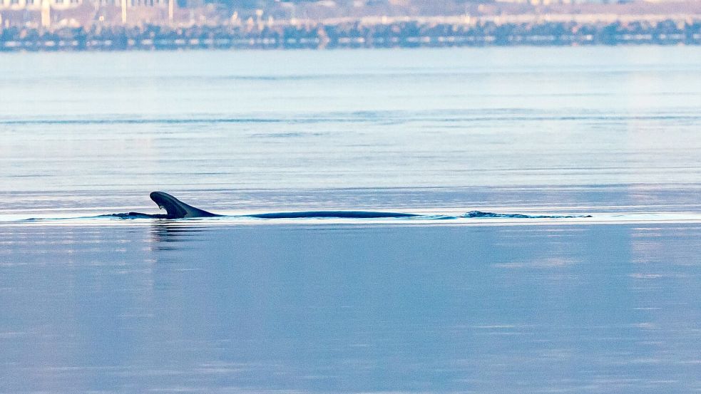 Anfang des Jahres war mehrfach ein Wal in der Flensburger Förde gesichtet worden. Nun schwamm ein Wal vor Wismar. (Archivbild) Foto: Ulrich Perrey