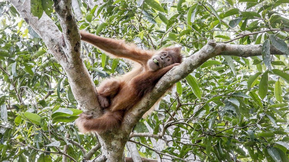 So leben Orang-Utans in der Wildnis: Entspannt in den Baumwipfeln. (Symbolbild) Foto: Hotli Simanjuntak
