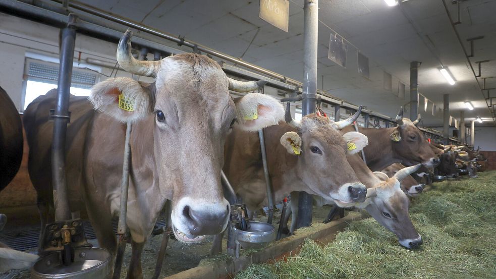 Kühe stehen angebunden in einem Stall. Foto: Karl-Josef Hildenbrand/dpa