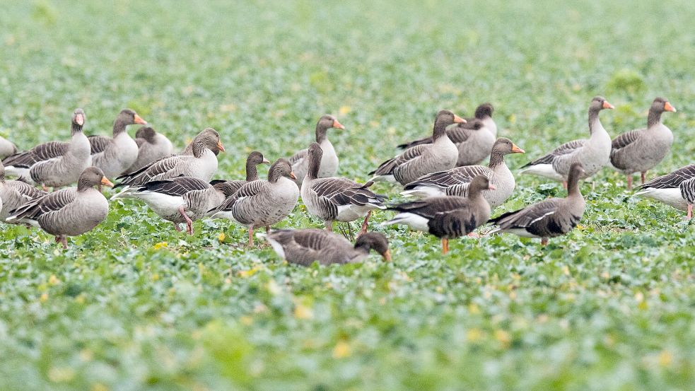 Wildgänse sind derzeit wieder vermehrt zu sehen auf den hiesigen Flächen. Doch sie können auch Überträger der Vogelgrippe sein. Foto: DPA