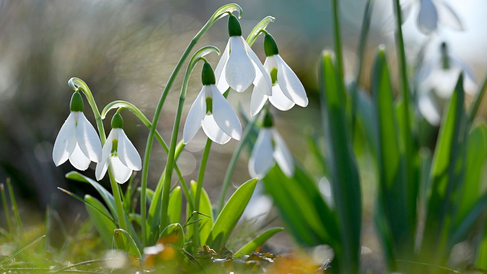 Die ersten Frühlingsboten zeigen sich. In Ost-Groningen laden einige Gärten zum Bummeln und bewundern der ersten Blüten in dieser Gartensaison ein. Symbolfoto: Martin Schutt/dpa