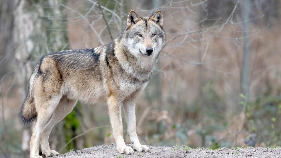 Die Zahl der Wölfe in Europa hat sich binnen zehn Jahren nahezu verdoppelt. (Symbolbild) Foto: Boris Roessler