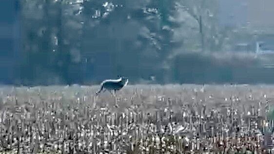 Der Screenshot aus dem Video einer Ihlowerin, das der Redaktion vorliegt, zeigt das Tier nahe des Meendemoorwegs. Foto: privat