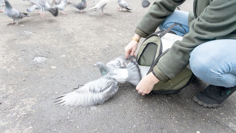 Mit zwei Zehen weniger, aber ansonsten wohl auf: Taube „Freya“ wird wieder freigelassen. Foto: Marcel Bechtel
