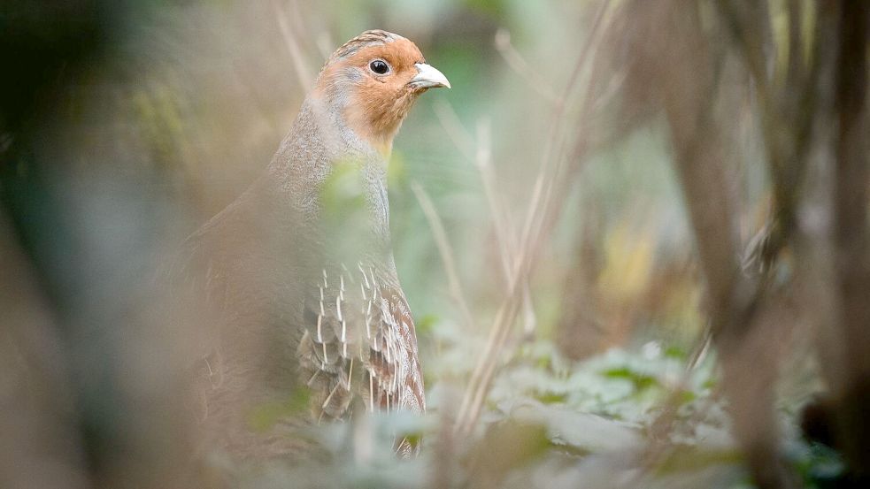 Ein Rebhuhn sitzt in einem Gehege des Zoologischen Gartens Wilhelma Foto: Sina Schuldt