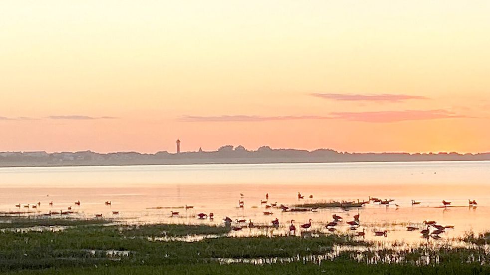 Der frühe Vogel: Sonnenaufgänge sind nirgendwo so herrlich kitschig wie auf der ostfriesischen Halbinsel - Sonnenuntergänge übrigens auch. Foto: Melanie Hanz