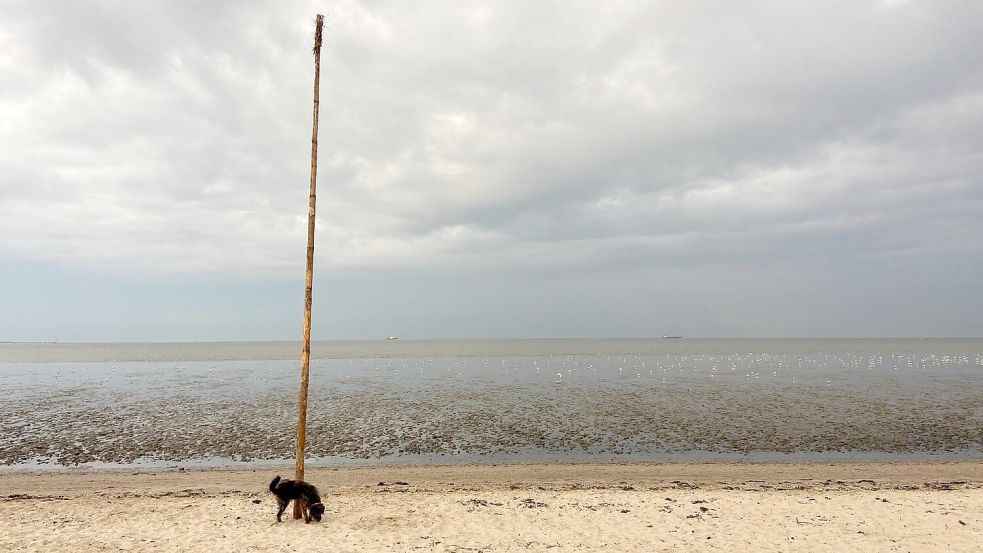 Pricken werden gesetzt, weil Seehunde auch mal müssen. Foto: Melanie Hanz