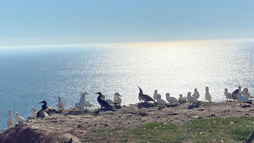 Zugegeben: Das sind schon etwas speziellere Vögel und Helgoland gehört keineswegs zu Ostfriesland. Trotzdem schön! Foto: Melanie Hanz