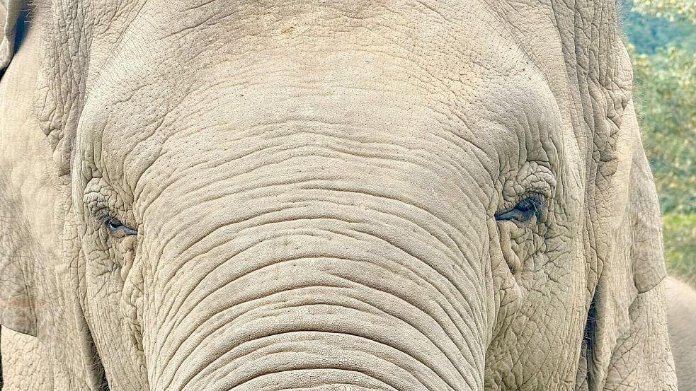 Anwohner vermuten, der Elefant könnte „einen Geschmack für menschliche Nahrung entwickelt“ haben. (Archivbild) Foto: Carola Frentzen/dpa