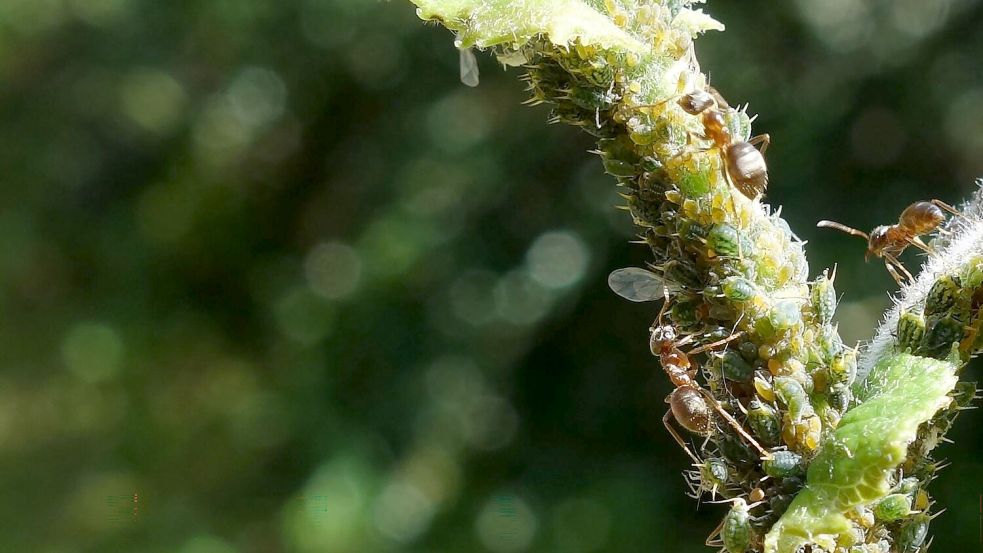 Ameisen melken Blattläuse und ernähren sich von ihren Ausscheidungen, dem Honigtau. Foto: Tomer Czaczke/dpa