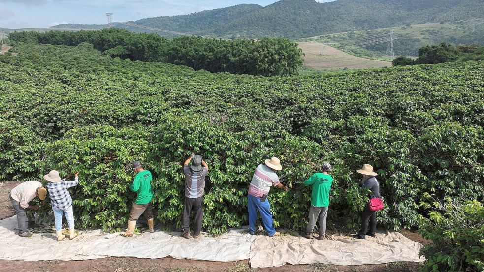 Heftiger Starkregen bedroht laut einer Studie zunehmend die Kaffeeproduktion im weltweit größten Anbauland Brasilien. (Archivbild) Foto: Andre Penner/AP/dpa