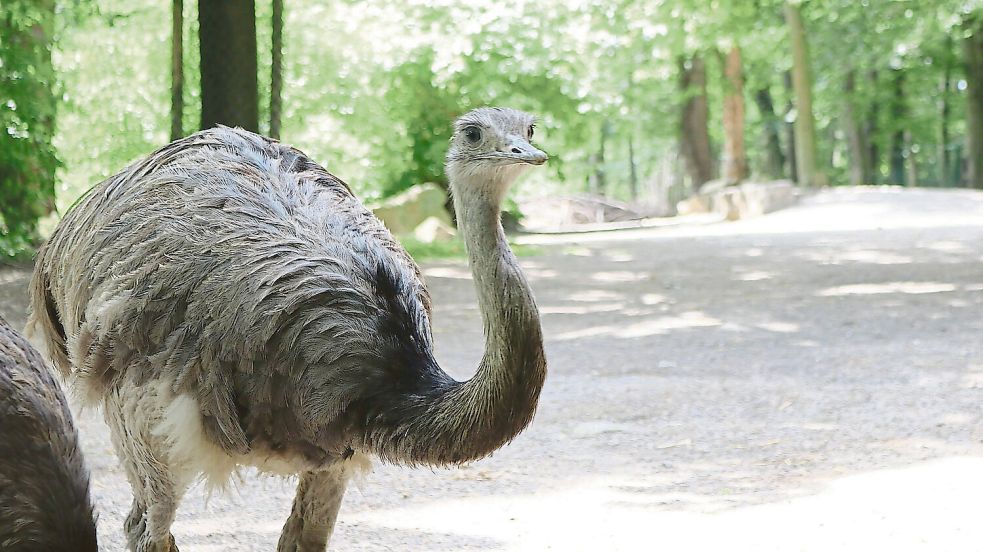 Die Nandus im Osnabrücker Zoo mussten getötet werden, weil eines der Tiere möglicherweise mit Vogelgrippe infiziert war. Foto: Zoo Osnabrück
