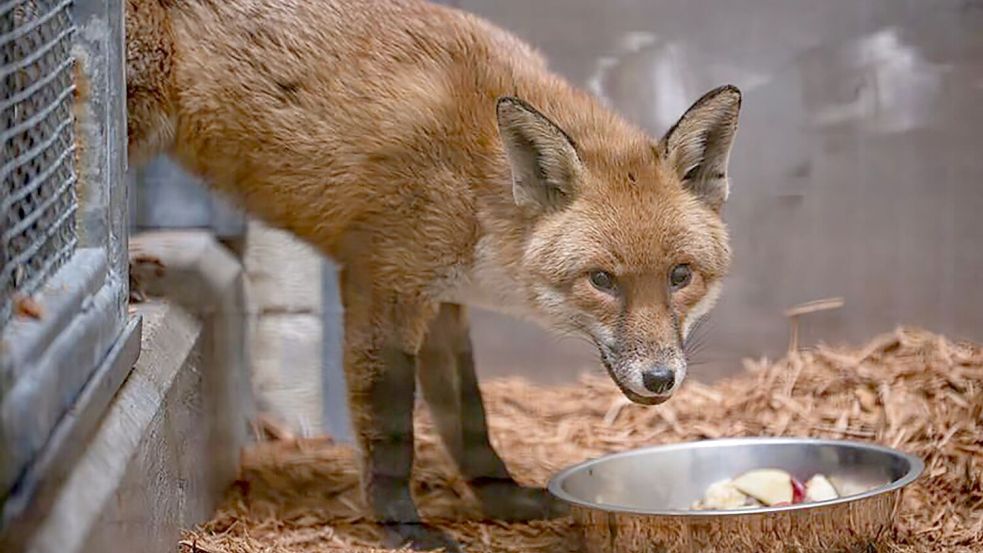 Der Fuchs lebt nun erstmal im Bronx Zoo. Foto: Uncredited/Bronx Zoo via AP/dpa