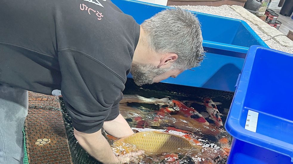 NORDICPOND bietet die wertvollste Koi-Auswahl Norddeutschlands.