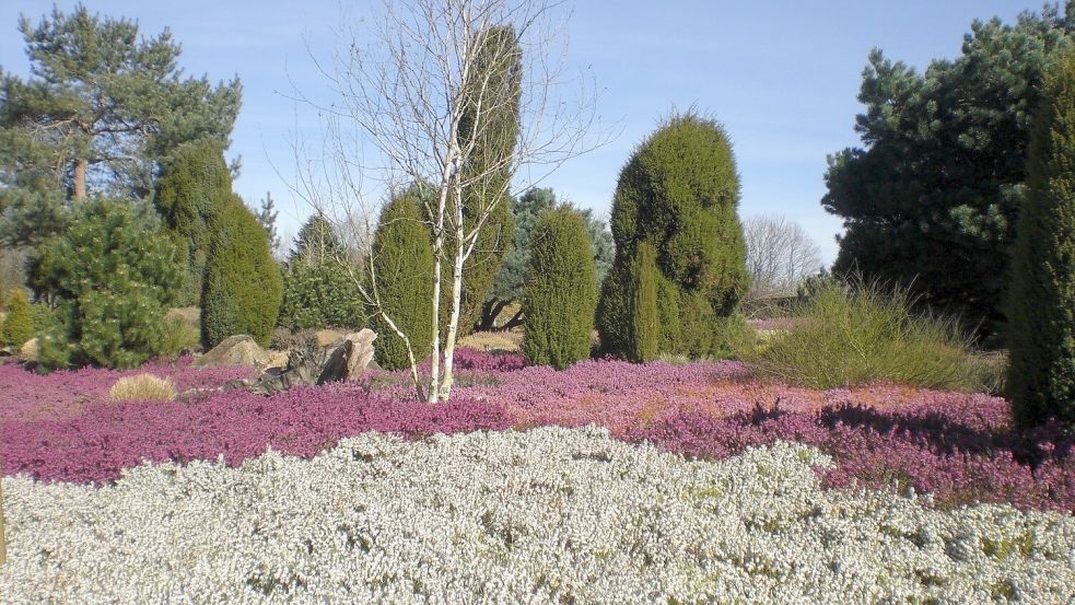 Im Park der Gärten in Bad Zwischenahn können Besucher die Winterheide bewundern. Foto: Park der Gärten