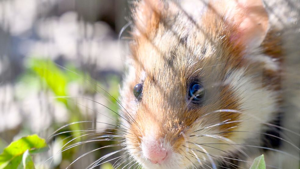 In Shenzhen sollen Hamster in einem Spielautomaten feilgeboten worden sein. (Archivbild) Foto: Hendrik Schmidt