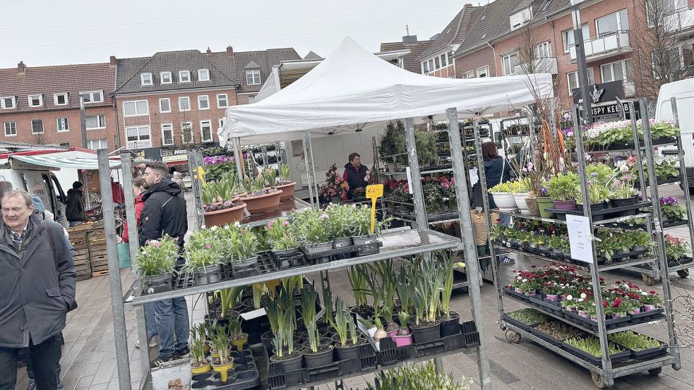 Und ganz ohne Buntes ist der Markt auch wieder nicht: Pflanzenhändler Rolf de Vries hält die Stellung. Foto: Stephanie Schuurman