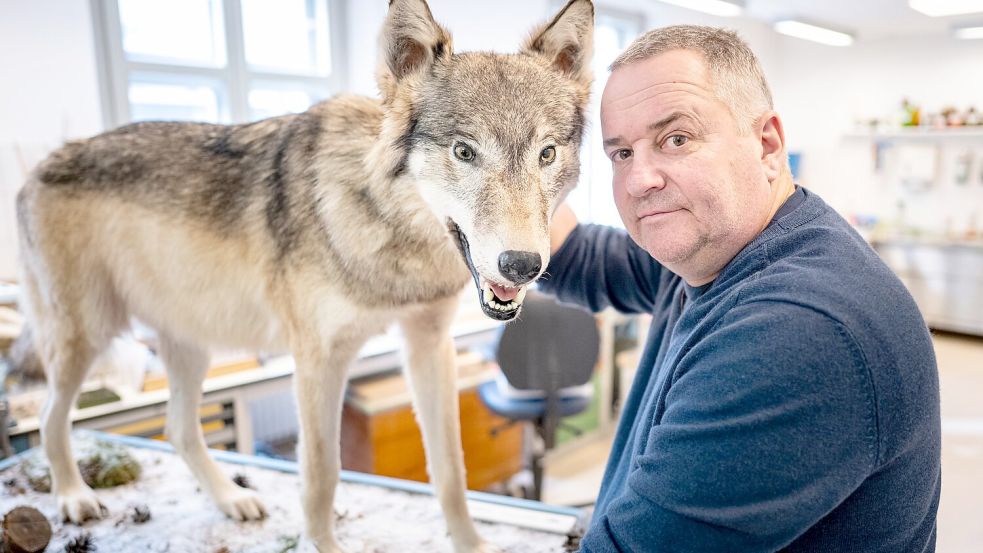 Tierpräparator Christian Blumenstein mit Wölfin „Bella“. Foto: Fabian Sommer