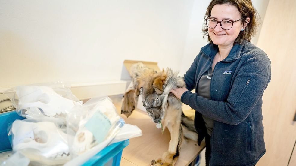 Im Naturkundemuseum werden die Teile einer großen Wolfs-Sammlung in Kisten und Kartons verstaut. Foto: Fabian Sommer