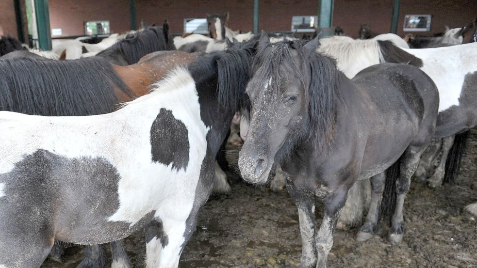 Ponys stehen in einem Reiterhof. Symbolfoto: DPA/Carmen Jaspersen