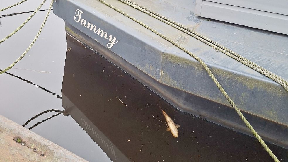 Beim Hausboot „Tammy“ treibt ein toter Fisch bäuchlings im Emder Delft. Foto: Mona Hanssen
