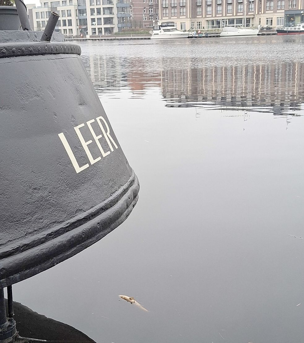 Nicht zu übersehen: Auch hier treibt ein toter Fisch. Foto: Mona Hanssen