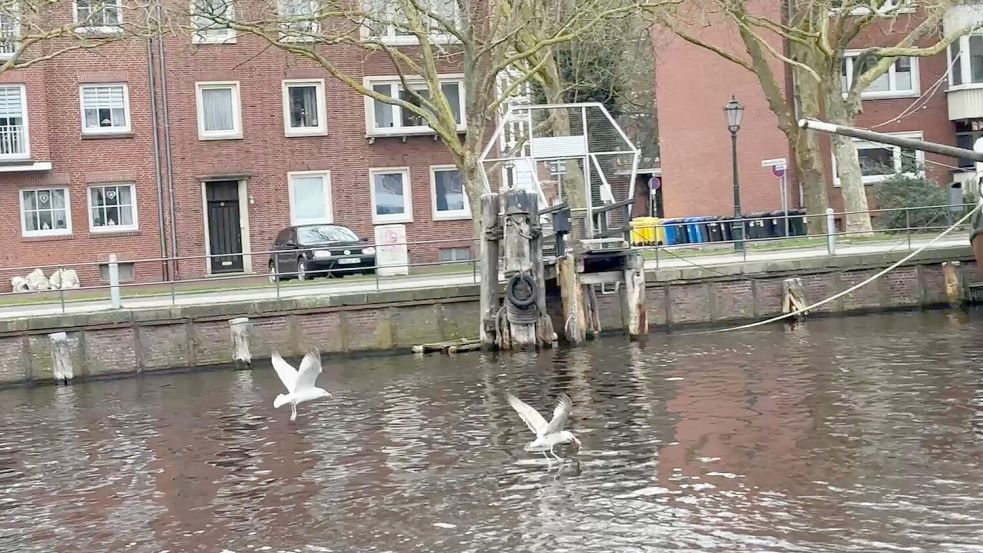 Zwei Möwen streiten sich um einen Fisch. Foto: Mona Hanssen