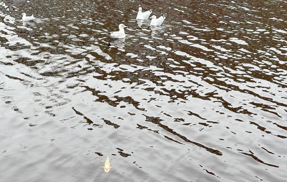 Möwen spähen schon einmal interessiert auf einen toten Fisch. Foto: Mona Hanssen