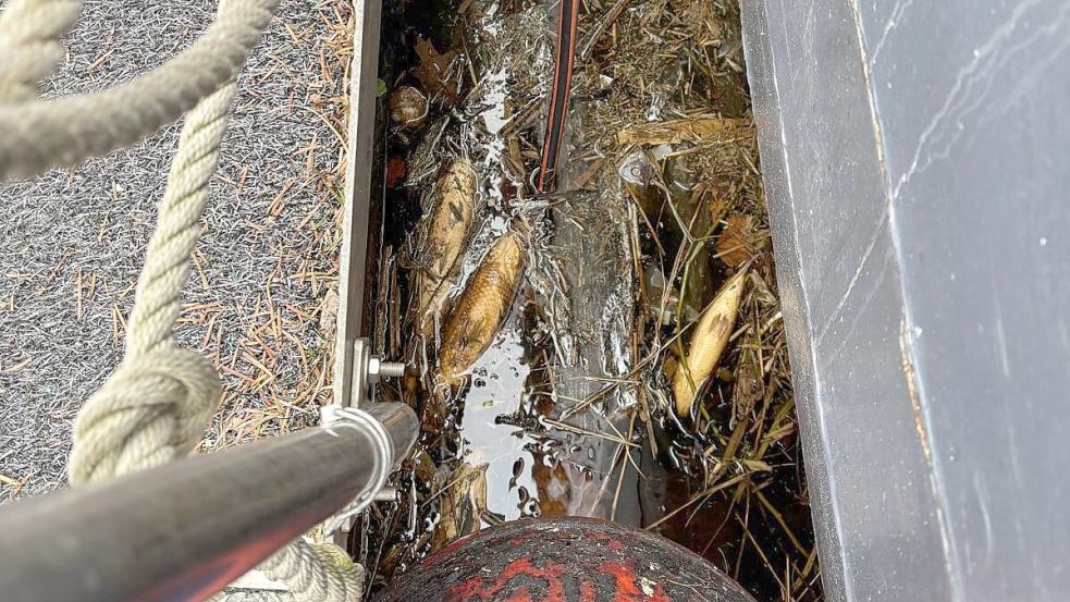 Hier und da sind im Emder Delft Ansammlungen von toten Fischen zu finden. Foto: Mona Hanssen