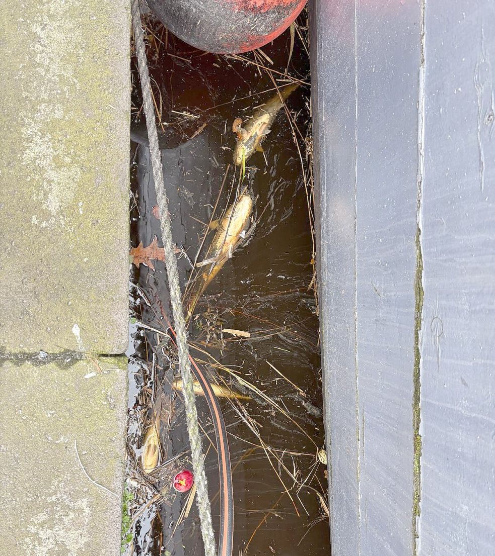 Zwischen Schiffen und Kaimauer treiben tote Fische. Foto: Mona Hanssen