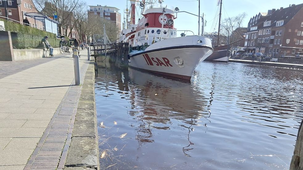 Die toten Fische sammeln sich an der Delfttreppe. Foto: Mona Hanssen