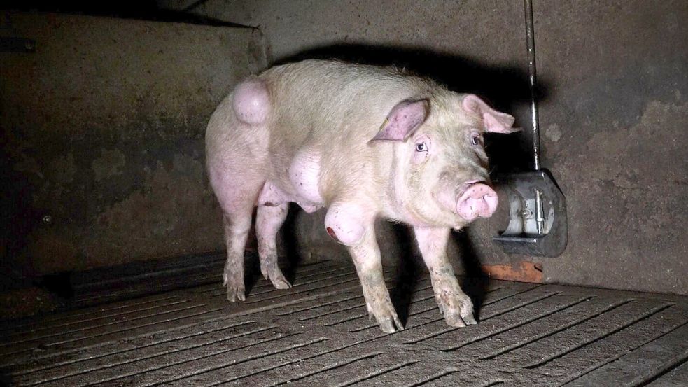 Die spanische Nichtregierungsorganisation Arge hat grausige Fotos aus einem Schweinemastbetrieb in der Provinz Teruel veröffentlicht und Anzeige gegen die Verantwortlichen erstattet. Foto: -/NGO Arge/dpa