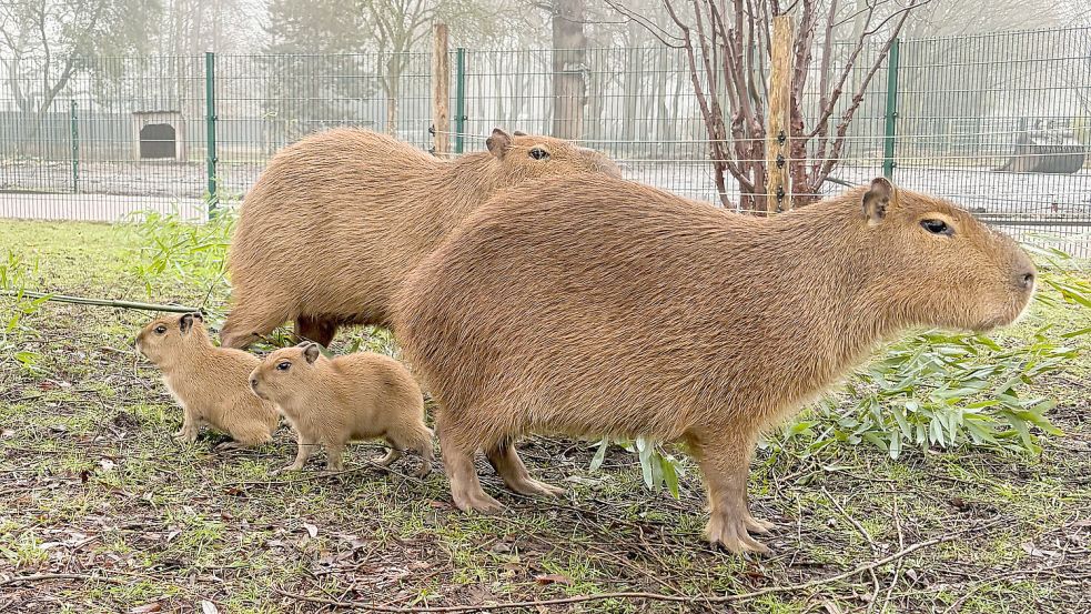 Die Capybaras im Jaderpark haben Anfang Februar Nachwuchs bekommen. Foto: Jaderpark