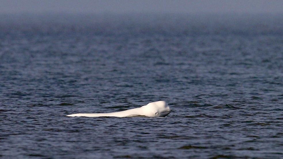 Der Belugawal schaut aus dem Wasser. Im Januar hielt sich der Belugaal vor Nordholland auf und war ein beliebtes Fotomotiv. Foto: SOS Dolphin/Jeroen Hoekendijk