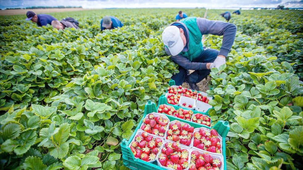 Agrarminister ohne Beschluss zum Mindestlohn. (Symbolbild) Foto: Jens Büttner
