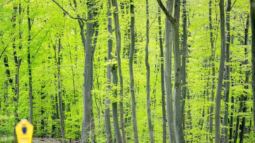Durch den Klimawandel kommen selbst Buchen an ihre Grenzen. (Archivfoto) Foto: Jens Büttner