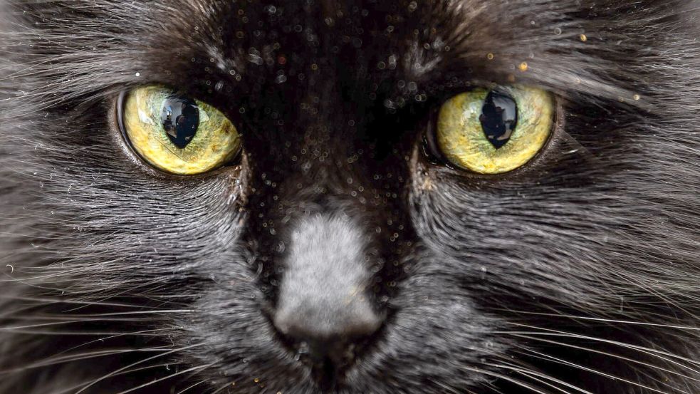 Einer Katze in Florida stand nach dem Verzehr von 26 Haargummis die Einschläferung bevor. (Symbolbild) Foto: picture alliance/dpa