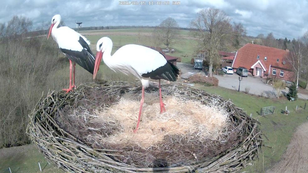 An der Siedlungsstraße sind auch in diesem Jahr schon Störche in die beiden Nester eingezogen. Foto: privat