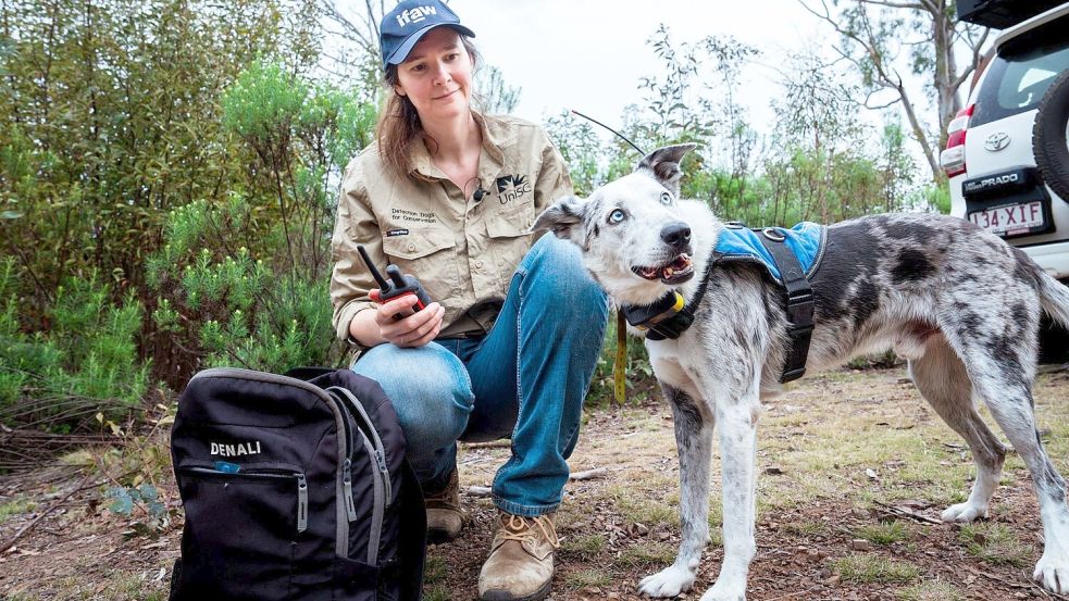 Der Australian Koolie namens Bear hat in seiner Spürhund-Laufbahn mehr als 100 in Not geratene Koalas aufgespürt. Romane Cristescu war eine seiner Hundeführerinnen. (Archivbild) Foto: Stacey Hedman/IFAW/dpa