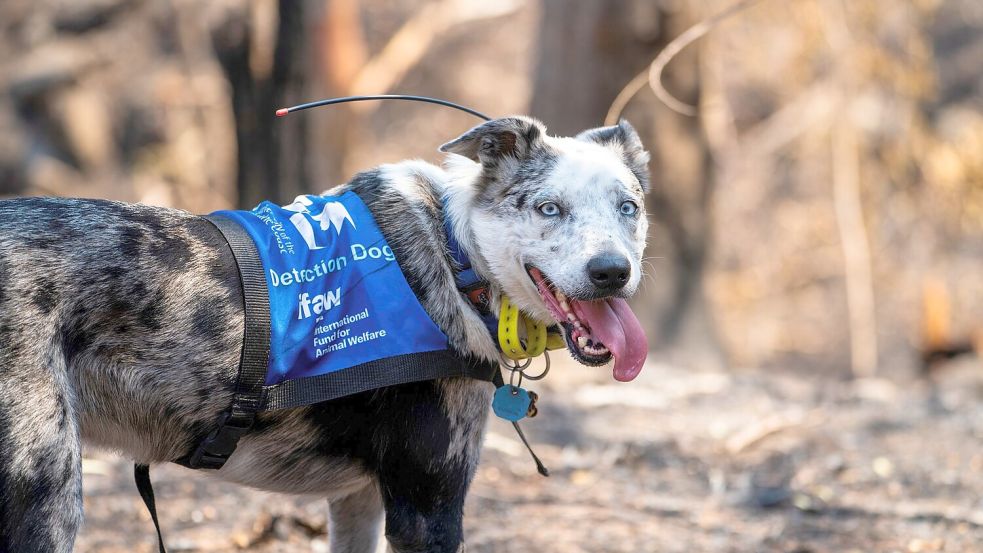 Bear wurde mit seiner feinen Nase im „Schwarzen Sommer“ weltberühmt. (Archivbild) Foto: Tyson Mayr/IFAW/dpa