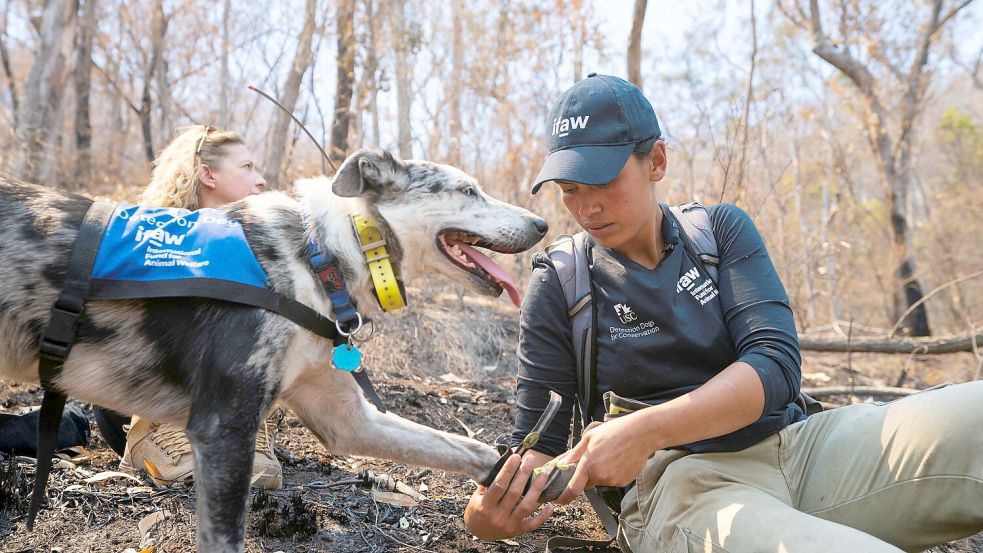 Auch Hunde brauchen bei der Arbeit Schutzkleidung: Bear arbeitete oft mit Hundestiefeln, um seine Pfoten zu schützen. (Archivbild) Foto: Tyson Mayr/IFAW/dpa