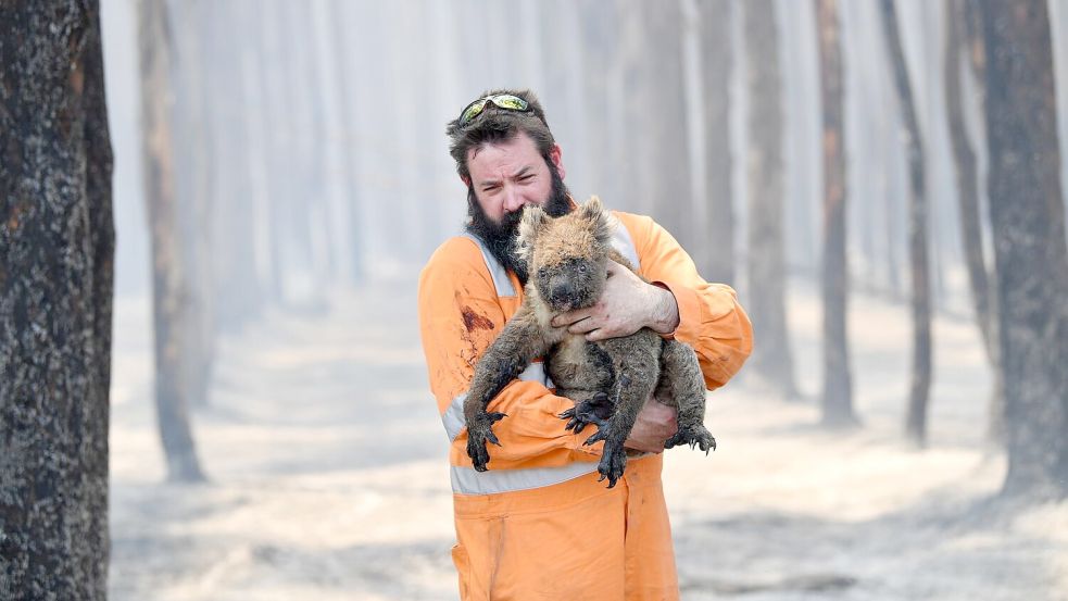 Zehntausende Koalas wurden bei den Waldbränden in den Jahren 2019 und 2020 getötet oder verletzt. (Archivbild) Foto: David Mariuz